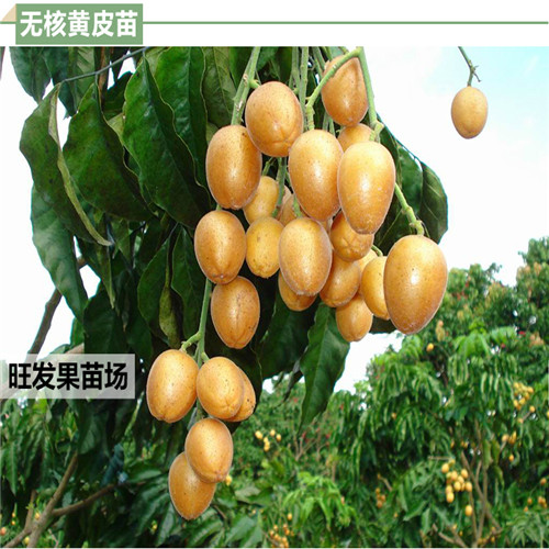 惠州无核黄皮苗