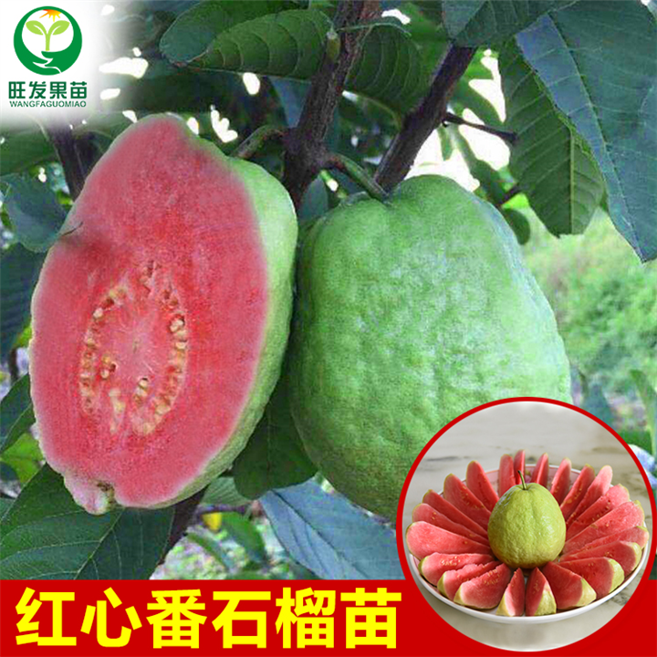 广西西瓜芭乐苗 