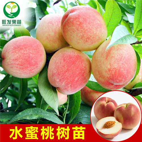 广东水蜜桃苗