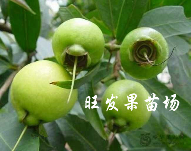 供应水蒲桃苗 海南水蒲桃树  全国各地可种