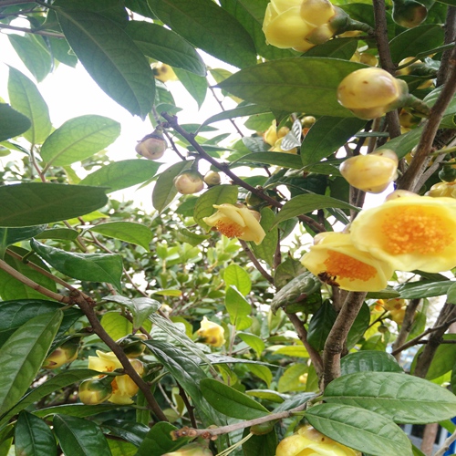 桂林**茶苗、广西**茶苗、广西苗木 