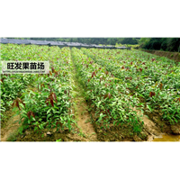 **芒果苗价格！南宁芒果苗直生苗，南宁芒果苗杯苗 