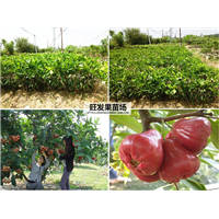 **黑金刚莲雾苗嫁接苗、黑金刚莲雾苗直销、广西果树苗批发 