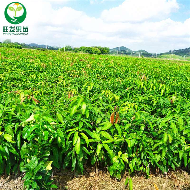 广西**象牙芒果苗培育基地直销 