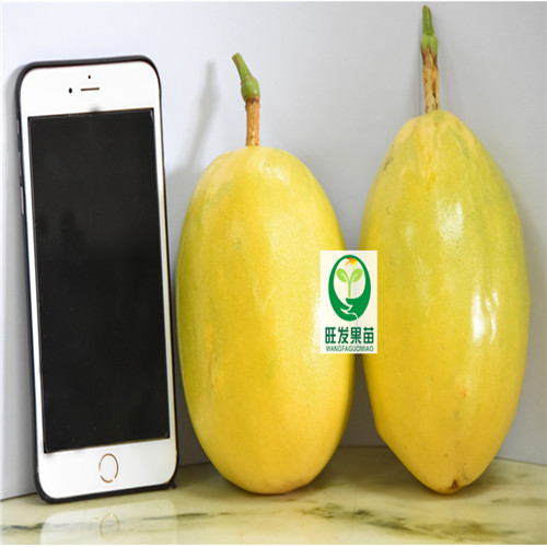 台湾香蜜木瓜百香果