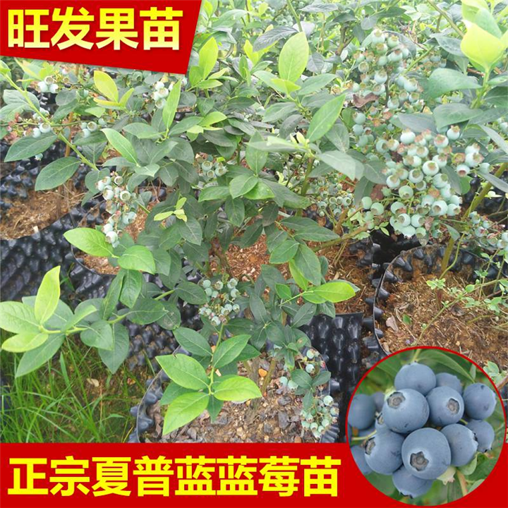 南宁蓝莓苗，钦州蓝莓苗，广西蓝莓苗供应 