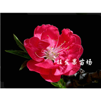 广西供应桃花苗，广西桃花苗，南宁桃花苗 