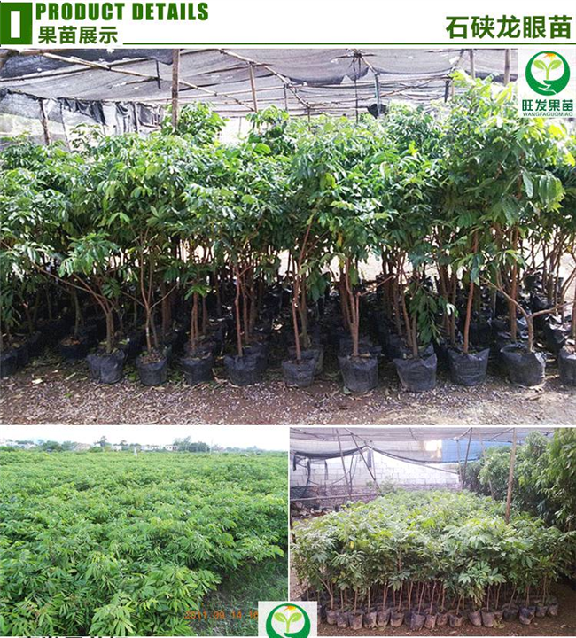 南方果树苗 广西龙眼苗石硖龙眼嫁接苗 