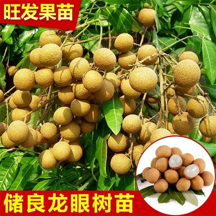储良龙眼树苗 四季龙眼苗龙眼果苗  南宁果树苗批发 