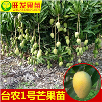 灵山芒果苗基地，**品种芒果苗大量出售 