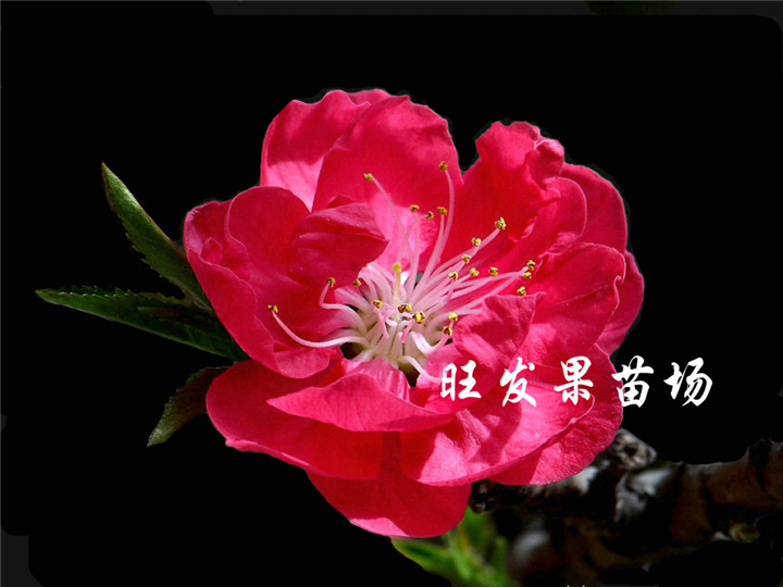 广西供应桃花苗，广西桃花苗，南宁桃花苗 