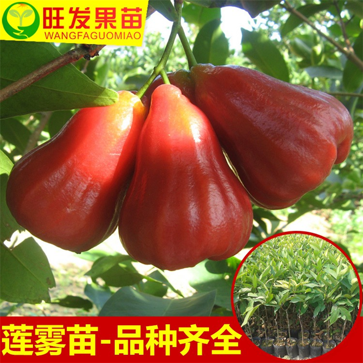 销售莲雾苗、钦州莲雾苗、灵山莲雾苗、大量现货莲雾苗 