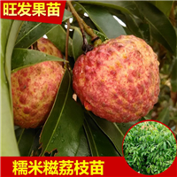 钦州荔枝苗、灵山荔枝苗、武利荔枝苗、广西荔枝苗出售 