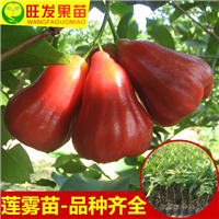 销售莲雾苗、钦州莲雾苗、灵山莲雾苗、大量现货莲雾苗 