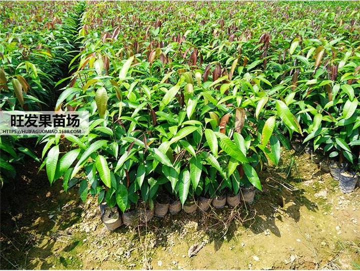 灵山芒果苗批发、南宁芒果苗出售、广西芒果苗基地直销 