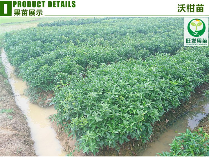 广西果树苗现货批发、广西沃柑苗、南宁沃柑苗 