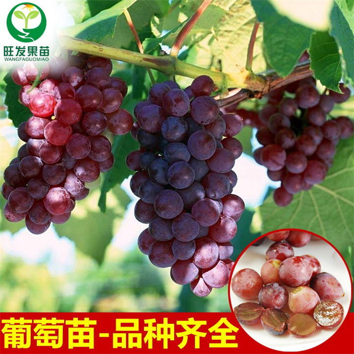 出售巨锋葡萄苗，广西葡萄苗，广西葡萄 