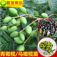 广西青橄榄苗（黄橄榄苗） 