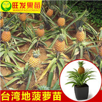 灵山地菠萝苗、钦州地菠萝苗、广西果苗 