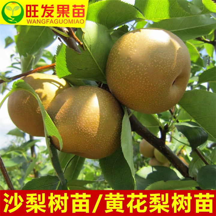 灵山沙梨苗，钦州沙梨苗，广西沙梨苗价格 