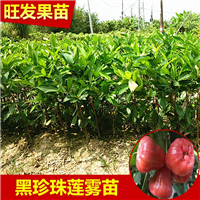 新品种黑金刚莲雾苗、广西黑金刚莲雾苗 