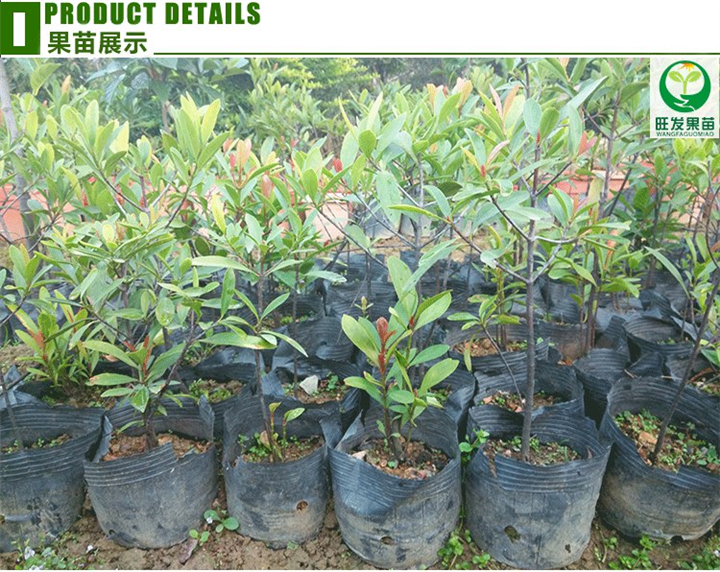 灵山山竹苗，钦州山竹苗，广西山竹苗基地 