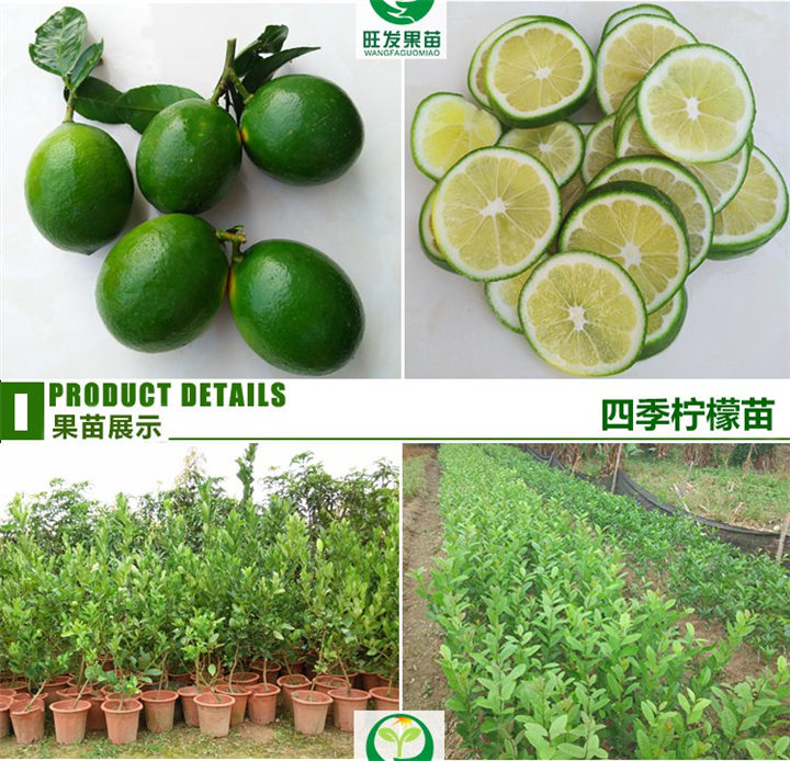广西北京青柠檬苗 广西柠檬苗 特价柠檬苗 
