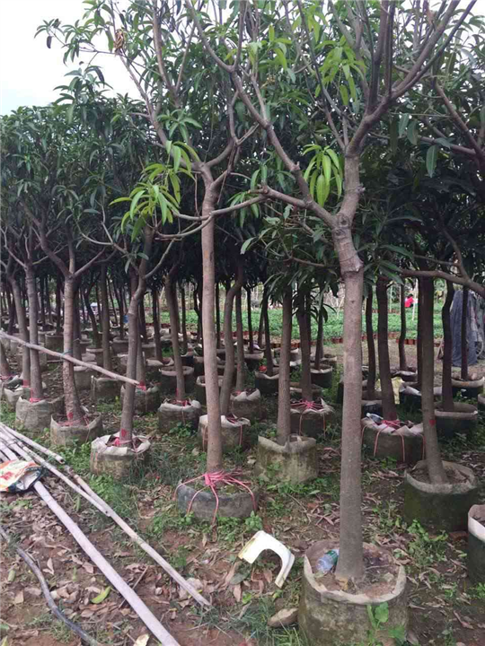 广西台农一号芒果苗**价格，大量现货台农一号芒果苗 