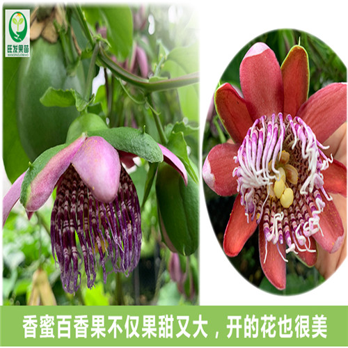 广东香蜜百香果基地