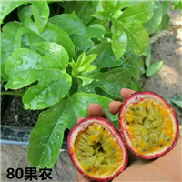 百香果苗 
