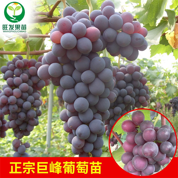 灵山巨锋葡萄苗价格，钦州巨锋葡萄苗批发 