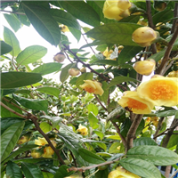 桂林**茶苗、广西**茶苗、广西苗木 