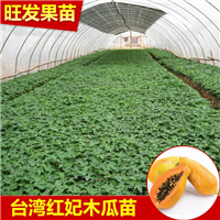 四季红心番木瓜树、台湾红肉木瓜苗水果树苗盆栽 