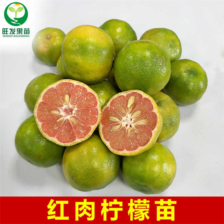 嫁接柠檬苗 红肉柠檬苗 无核青柠檬