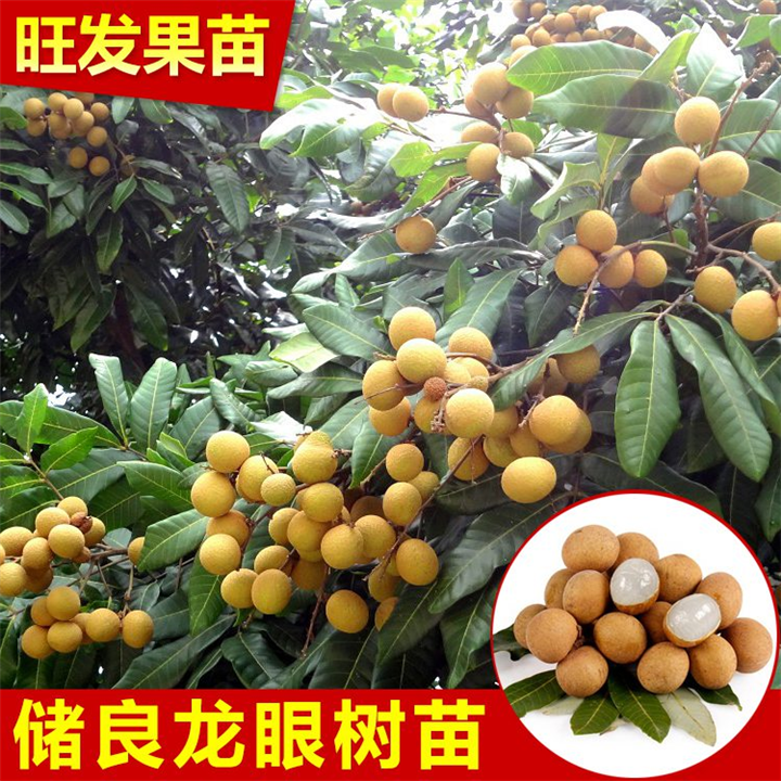 南方果树苗批发 广西龙眼苗储良 广西龙眼苗 