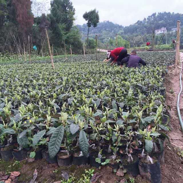 枇杷苗 