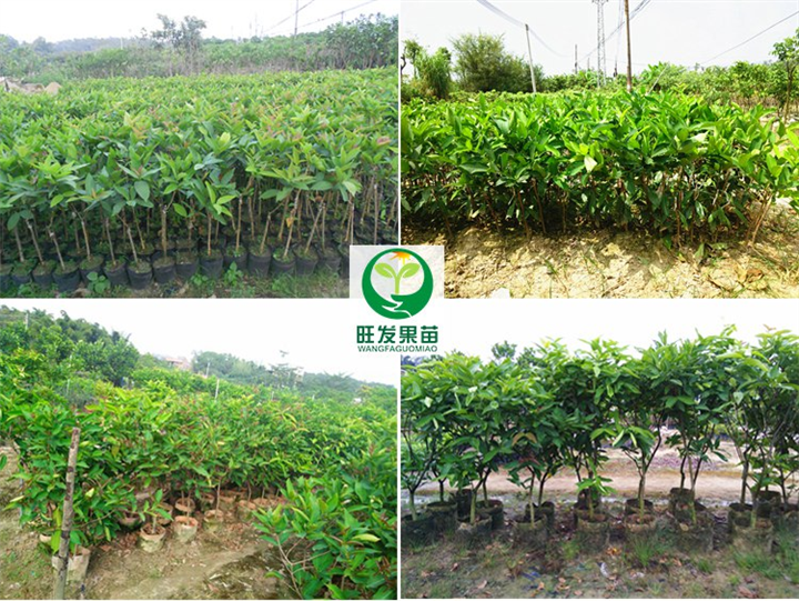 百色莲雾果苗、百色莲雾嫁接苗、广西莲雾果苗 