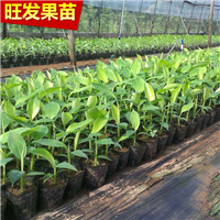 供应新品种：皇帝蕉（贡蕉） 