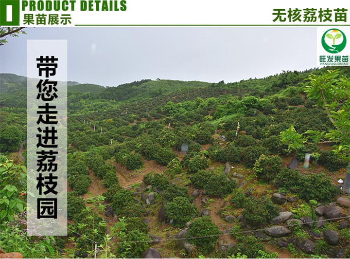 广东果苗批发、热带果树苗出售、广东荔枝苗 
