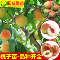 正宗鹰嘴桃苗，广西鹰嘴桃苗，南宁鹰嘴桃苗 