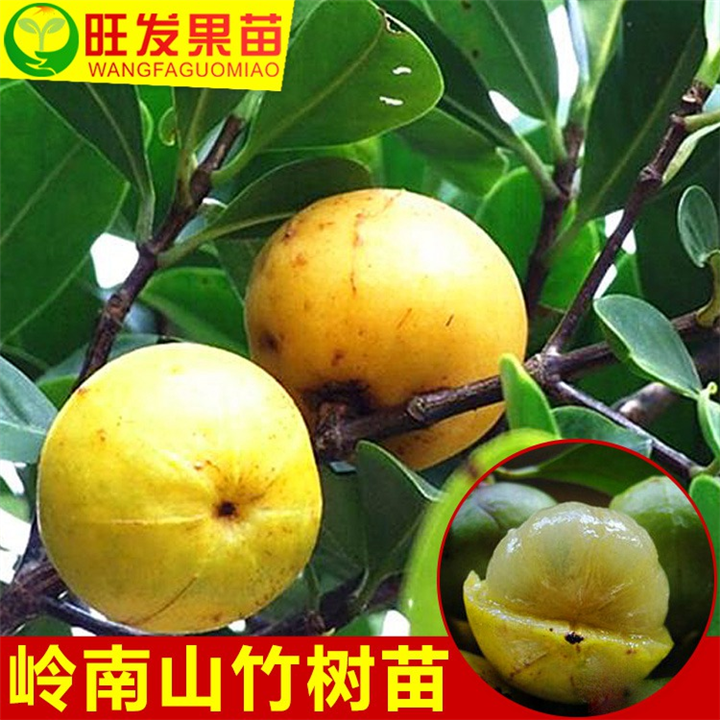 大量现货山竹苗供应！优质山竹苗哪里有？ 