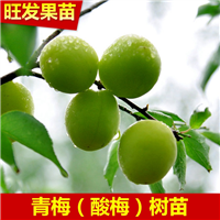 青梅苗又称（酸梅苗） 