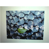 灵山捻子苗、钦州捻子苗、新品种捻子苗