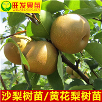 灵山沙梨苗，钦州沙梨苗，广西沙梨苗价格 