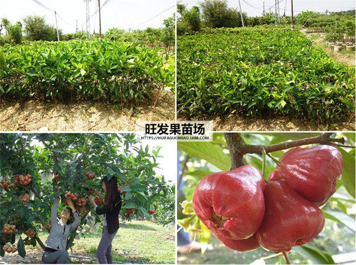 **黑金刚莲雾苗嫁接苗、黑金刚莲雾苗直销、广西果树苗批发 