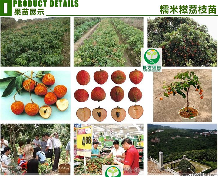 糯米糍荔枝苗、南宁荔枝苗、广西荔枝苗盆栽 