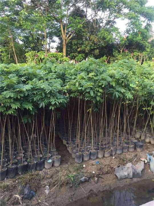 广西龙眼苗批发价格 龙眼苗批发 热带果树苗出售 