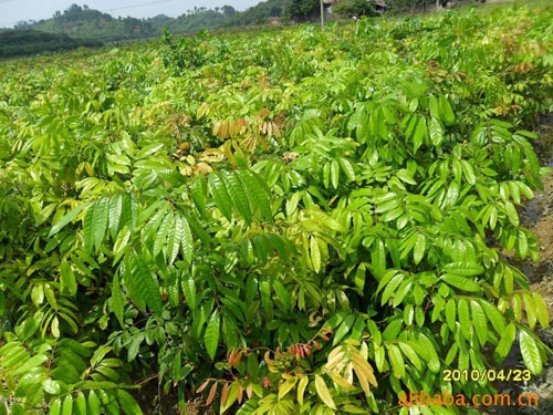 **龙眼苗批发报价 龙眼苗批发 现货批发龙眼苗盆栽苗 