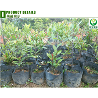 灵山山竹苗，钦州山竹苗，广西山竹苗基地 