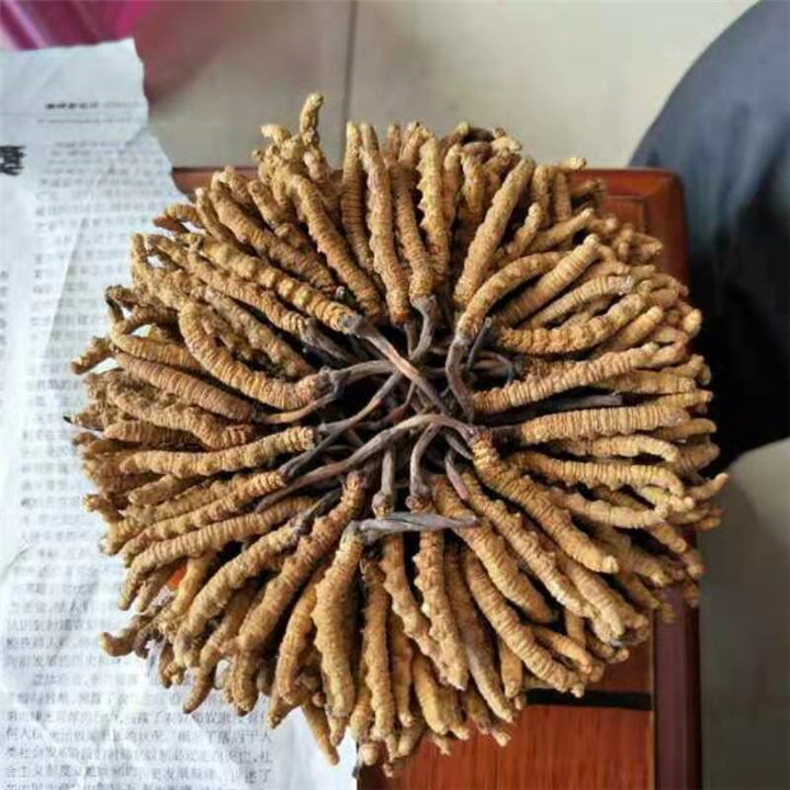 海口虫草回收